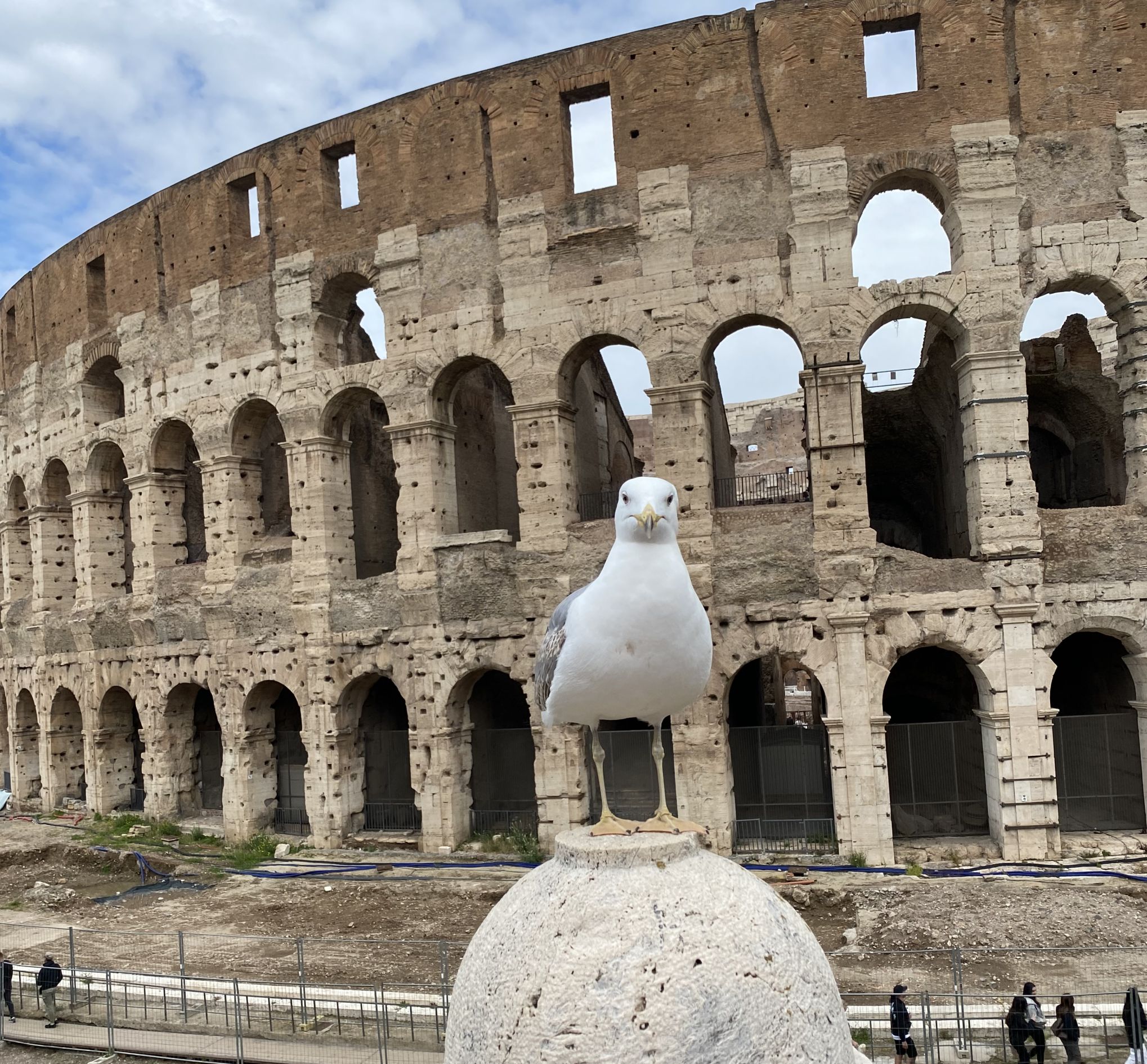 Möwe kolosseum